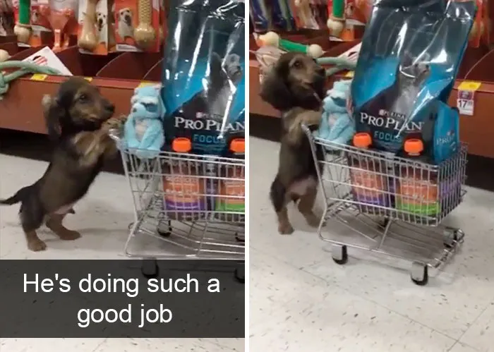 142 Hilarious Dog Snapchats That Are Impawsible Not To Laugh At (Part 3)