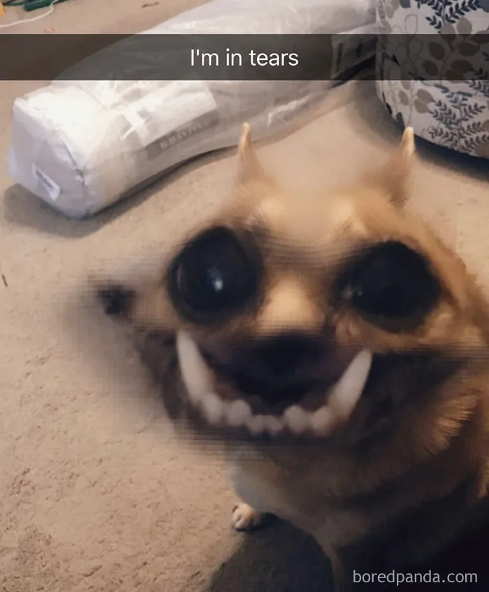 142 Hilarious Dog Snapchats That Are Impawsible Not To Laugh At (Part 3)