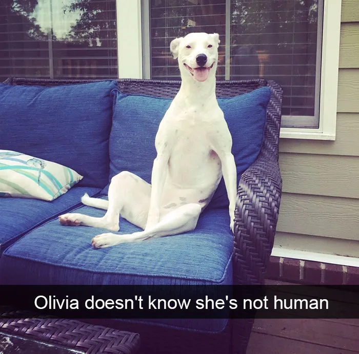 142 Hilarious Dog Snapchats That Are Impawsible Not To Laugh At (Part 3)