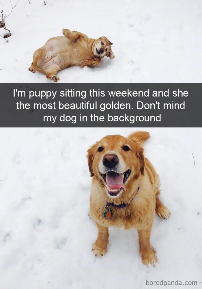 142 Hilarious Dog Snapchats That Are Impawsible Not To Laugh At (Part 3)