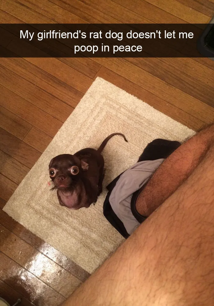 142 Hilarious Dog Snapchats That Are Impawsible Not To Laugh At (Part 3)