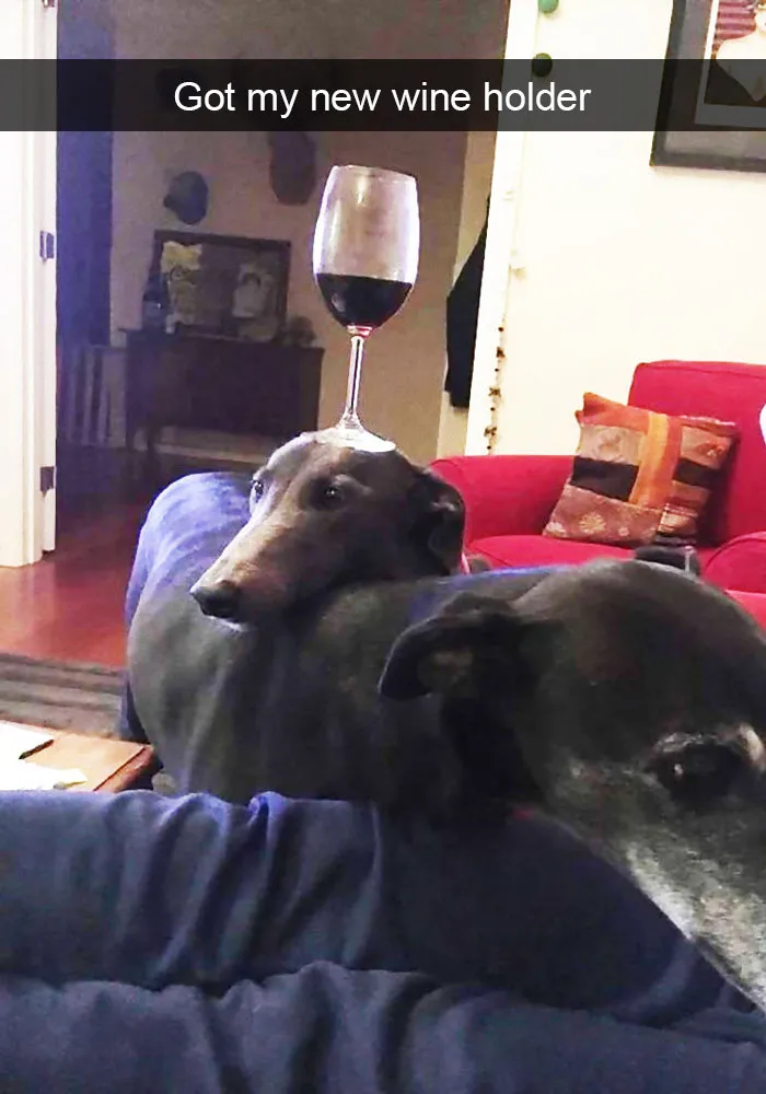 142 Hilarious Dog Snapchats That Are Impawsible Not To Laugh At (Part 3)