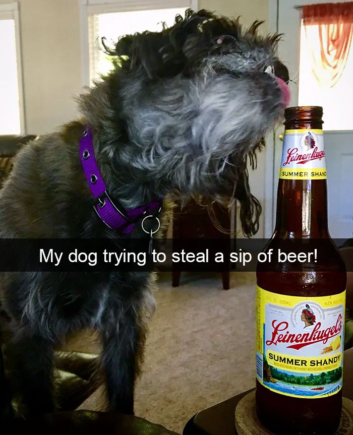 142 Hilarious Dog Snapchats That Are Impawsible Not To Laugh At (Part 3)
