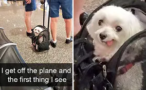 142 Hilarious Dog Snapchats That Are Impawsible Not To Laugh At (Part 3)
