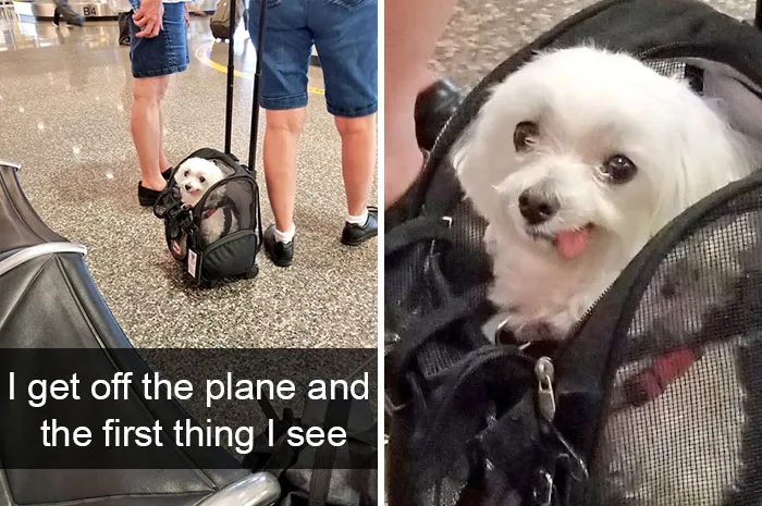 Dog-snapchats