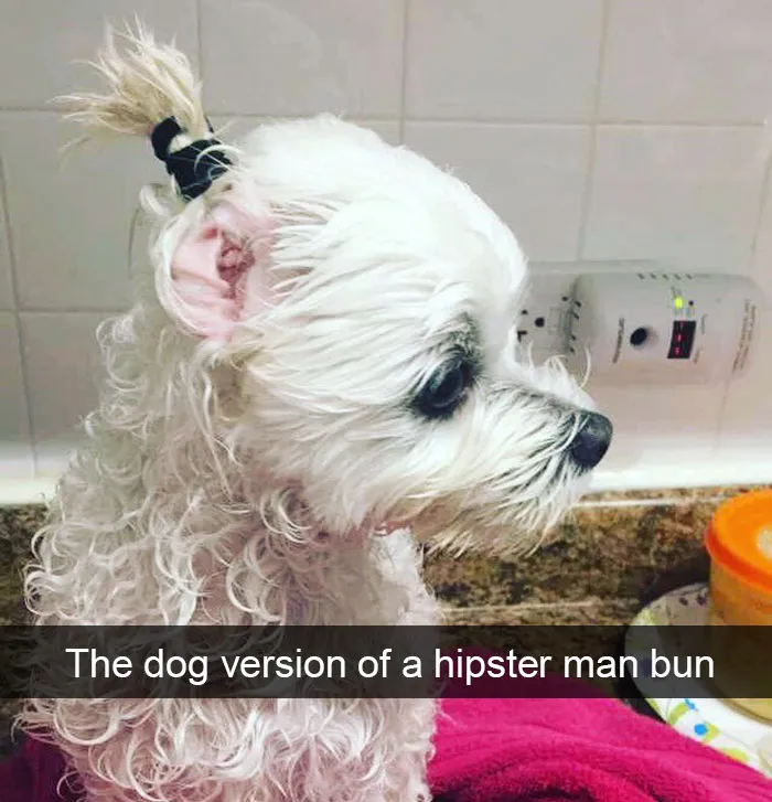 142 Hilarious Dog Snapchats That Are Impawsible Not To Laugh At (Part 3)