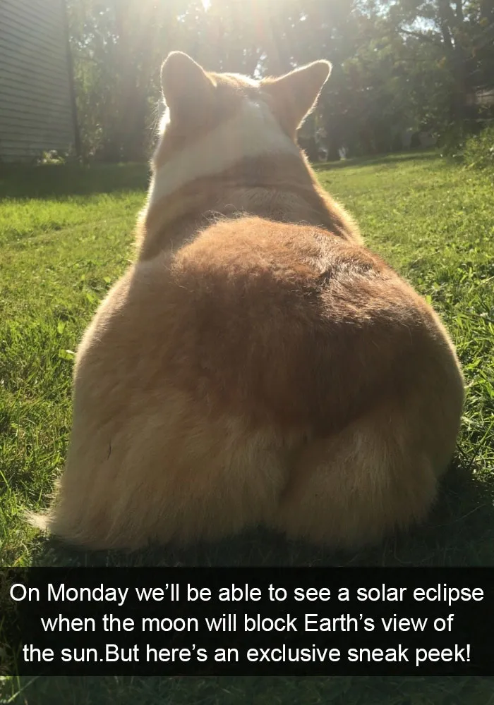 142 Hilarious Dog Snapchats That Are Impawsible Not To Laugh At (Part 3)