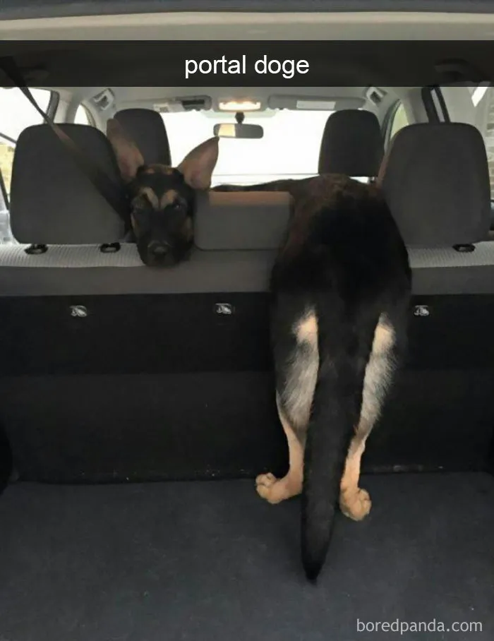 142 Hilarious Dog Snapchats That Are Impawsible Not To Laugh At (Part 3)