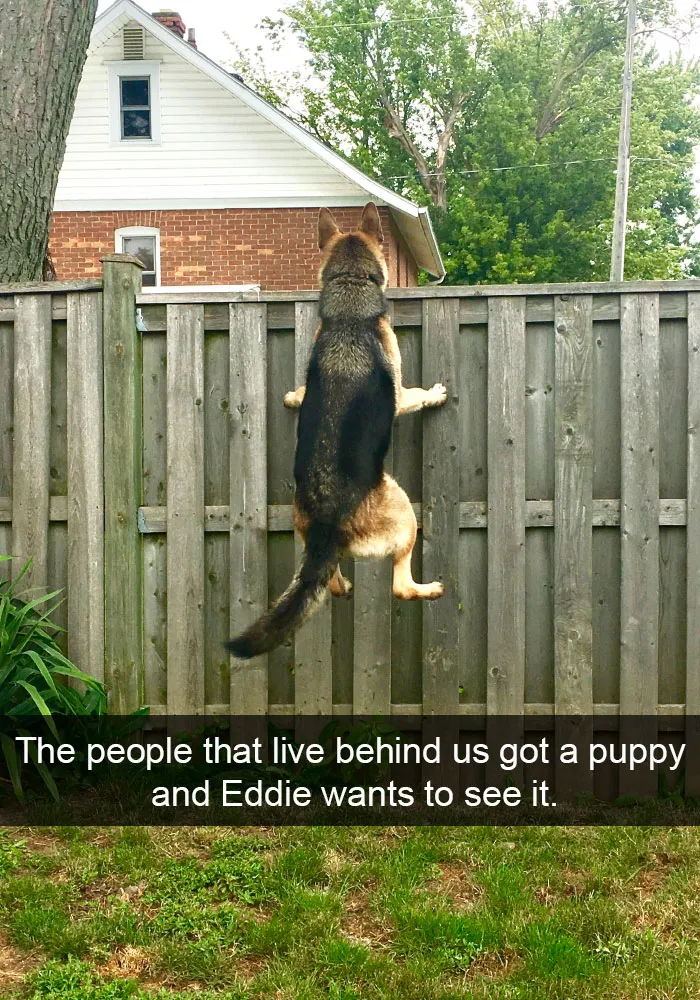142 Hilarious Dog Snapchats That Are Impawsible Not To Laugh At (Part 3)