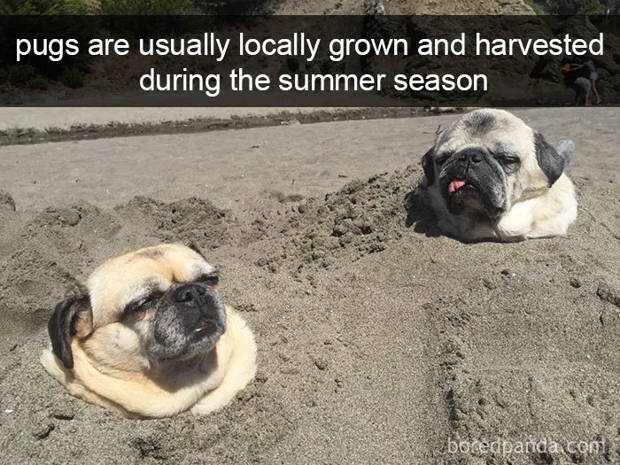142 Hilarious Dog Snapchats That Are Impawsible Not To Laugh At (Part 3)