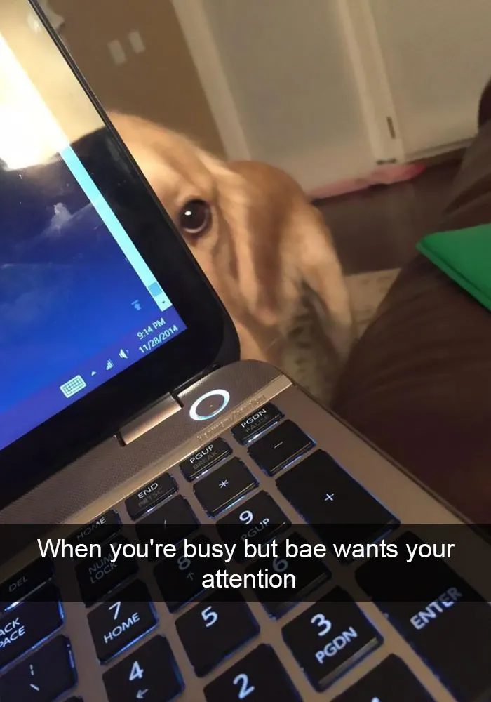142 Hilarious Dog Snapchats That Are Impawsible Not To Laugh At (Part 3)