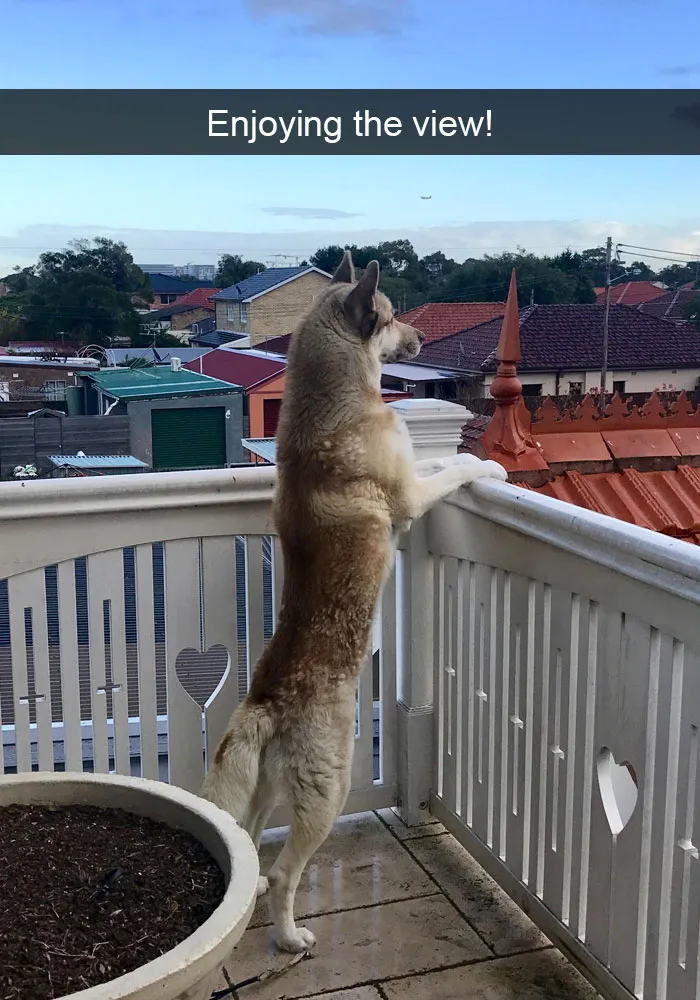 142 Hilarious Dog Snapchats That Are Impawsible Not To Laugh At (Part 3)