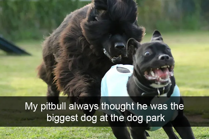 142 Hilarious Dog Snapchats That Are Impawsible Not To Laugh At (Part 3)