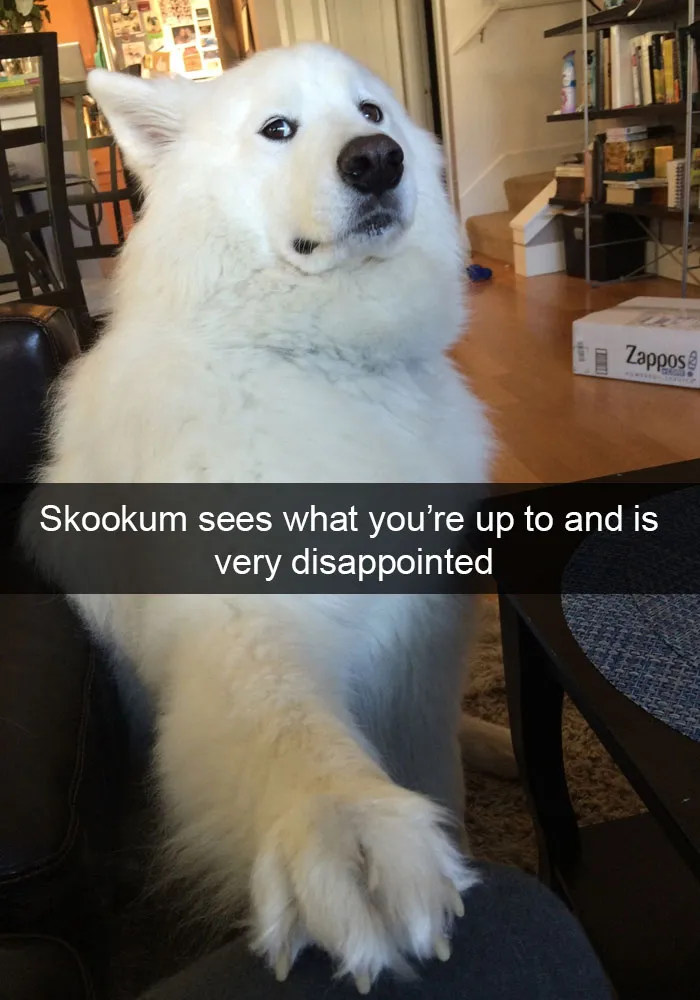 142 Hilarious Dog Snapchats That Are Impawsible Not To Laugh At (Part 3)
