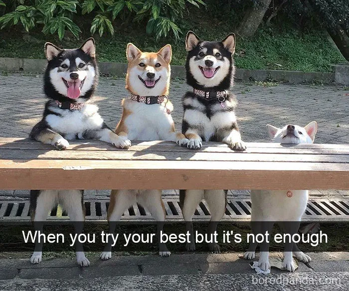 142 Hilarious Dog Snapchats That Are Impawsible Not To Laugh At (Part 3)