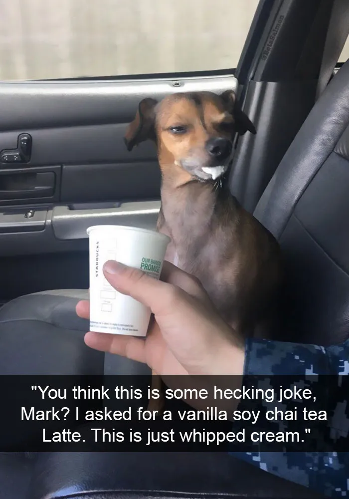 142 Hilarious Dog Snapchats That Are Impawsible Not To Laugh At (Part 3)