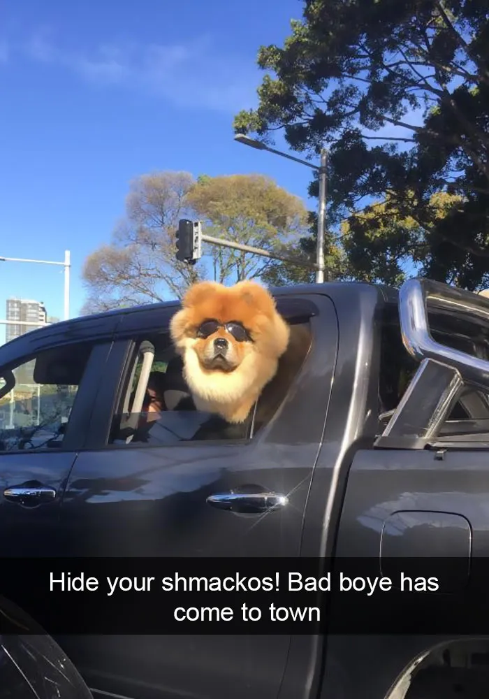 142 Hilarious Dog Snapchats That Are Impawsible Not To Laugh At (Part 3)
