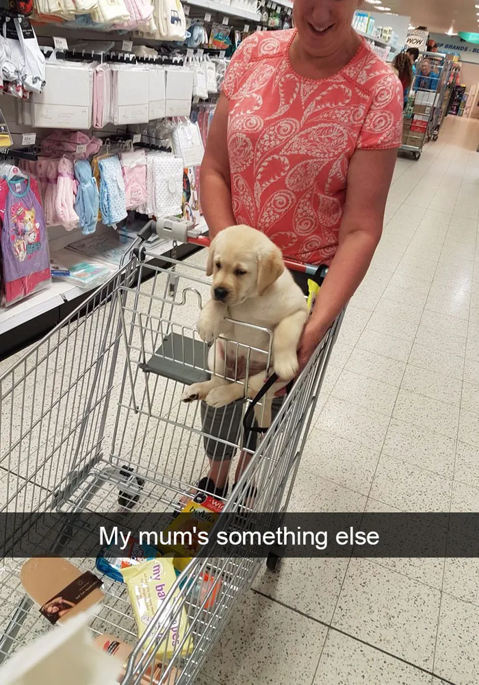 142 Hilarious Dog Snapchats That Are Impawsible Not To Laugh At (Part 3)