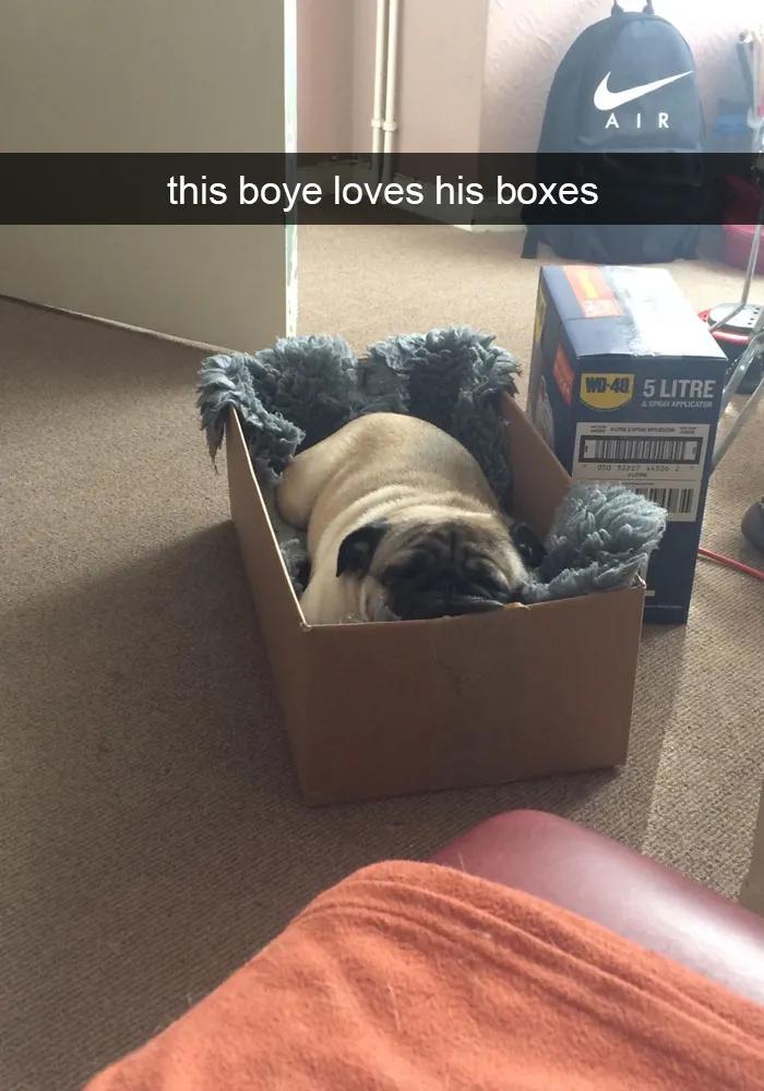 142 Hilarious Dog Snapchats That Are Impawsible Not To Laugh At (Part 3)