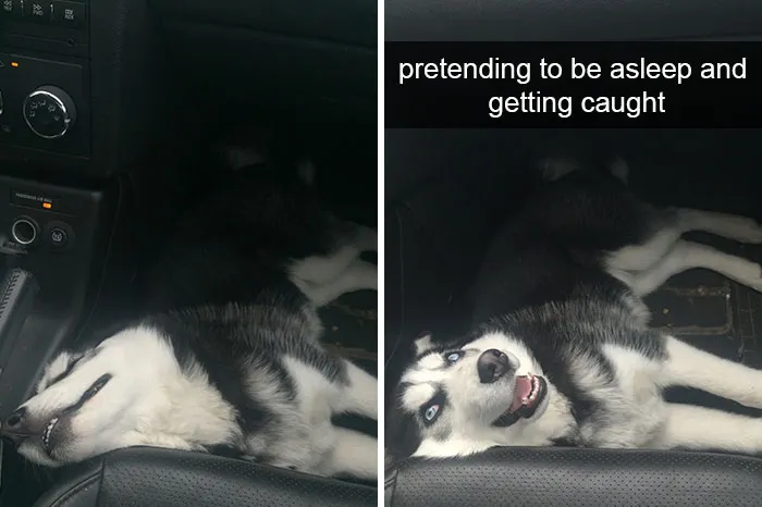 142 Hilarious Dog Snapchats That Are Impawsible Not To Laugh At (Part 3)