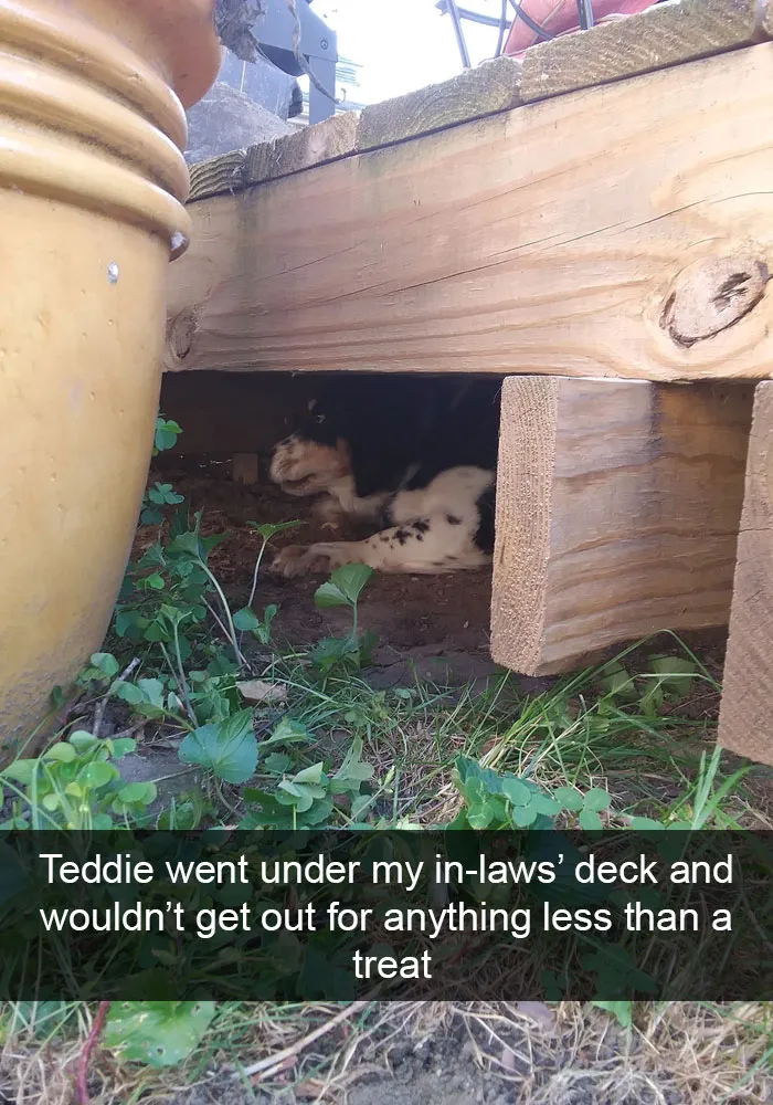 142 Hilarious Dog Snapchats That Are Impawsible Not To Laugh At (Part 3)