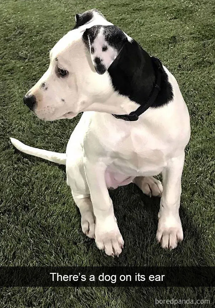142 Hilarious Dog Snapchats That Are Impawsible Not To Laugh At (Part 3)
