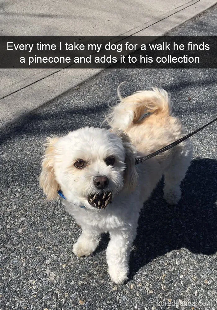 142 Hilarious Dog Snapchats That Are Impawsible Not To Laugh At (Part 3)
