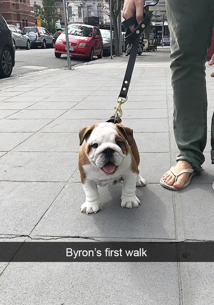 142 Hilarious Dog Snapchats That Are Impawsible Not To Laugh At (Part 3)