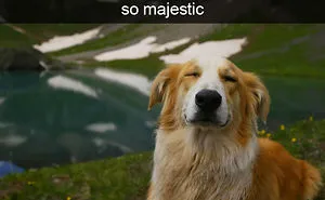 142 Hilarious Dog Snapchats That Are Impawsible Not To Laugh At (Part 3)