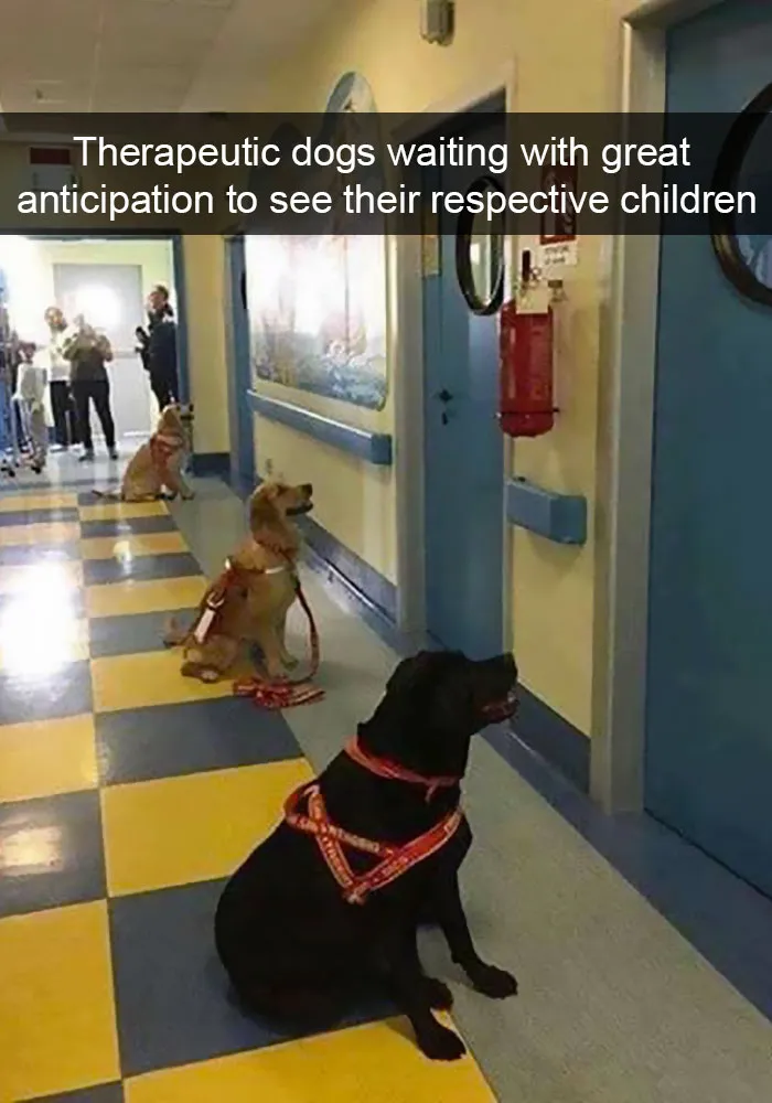 142 Hilarious Dog Snapchats That Are Impawsible Not To Laugh At (Part 3)