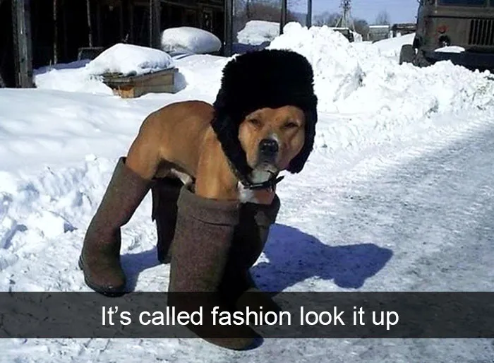 142 Hilarious Dog Snapchats That Are Impawsible Not To Laugh At (Part 3)