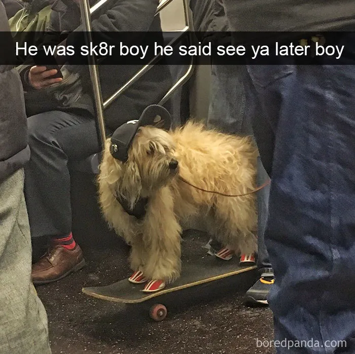 Dog-snapchats