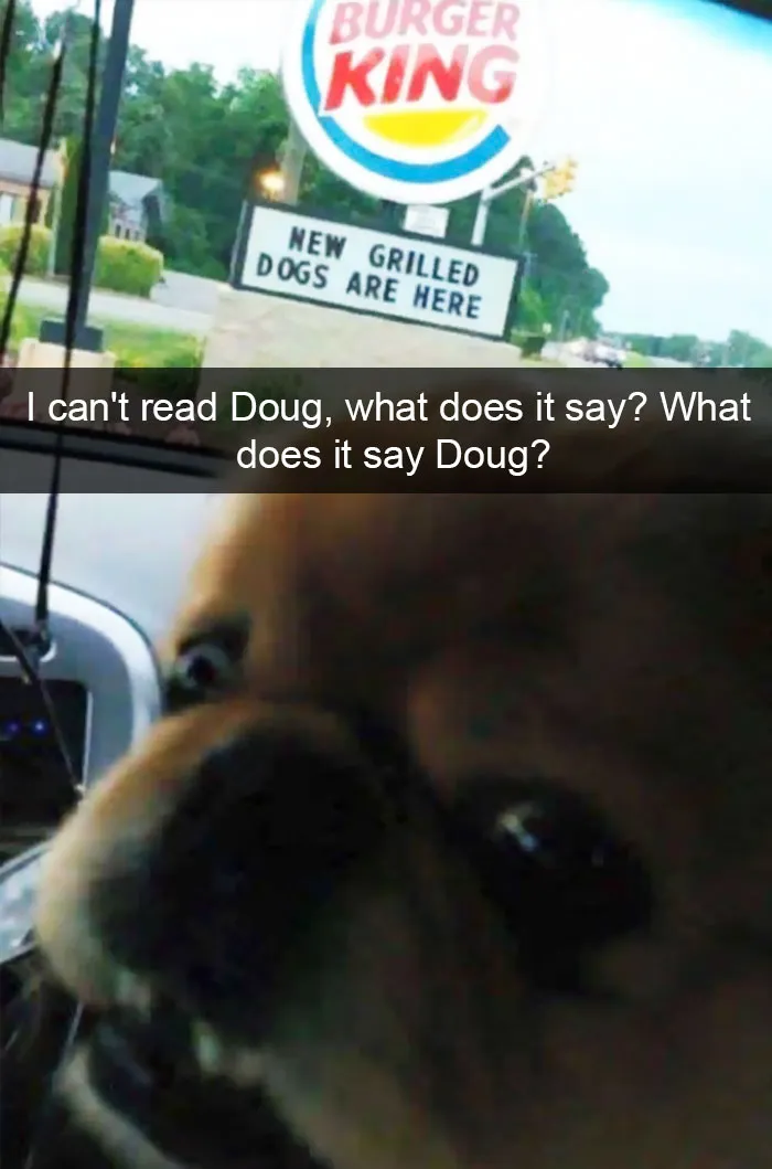 142 Hilarious Dog Snapchats That Are Impawsible Not To Laugh At (Part 3)