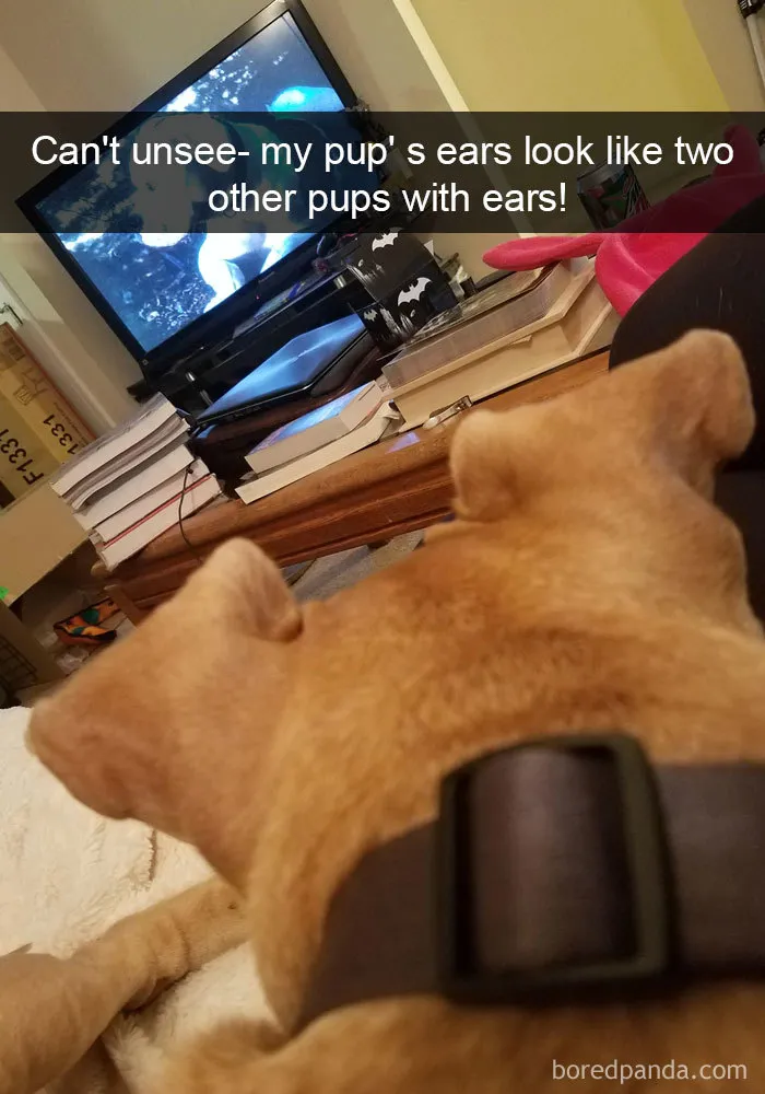 142 Hilarious Dog Snapchats That Are Impawsible Not To Laugh At (Part 3)