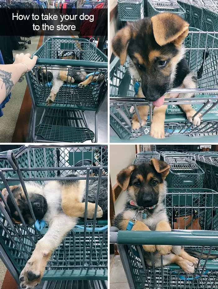 142 Hilarious Dog Snapchats That Are Impawsible Not To Laugh At (Part 3)
