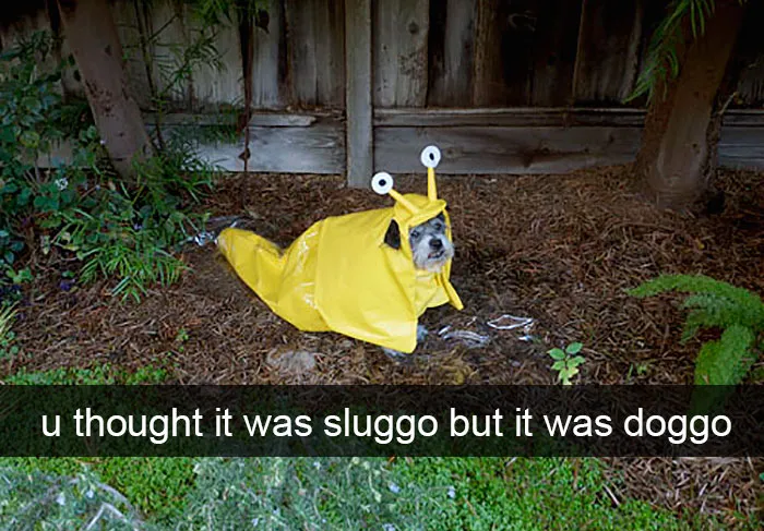 142 Hilarious Dog Snapchats That Are Impawsible Not To Laugh At (Part 3)