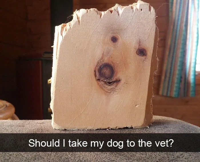 142 Hilarious Dog Snapchats That Are Impawsible Not To Laugh At (Part 3)