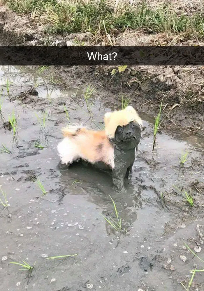 142 Hilarious Dog Snapchats That Are Impawsible Not To Laugh At (Part 3)