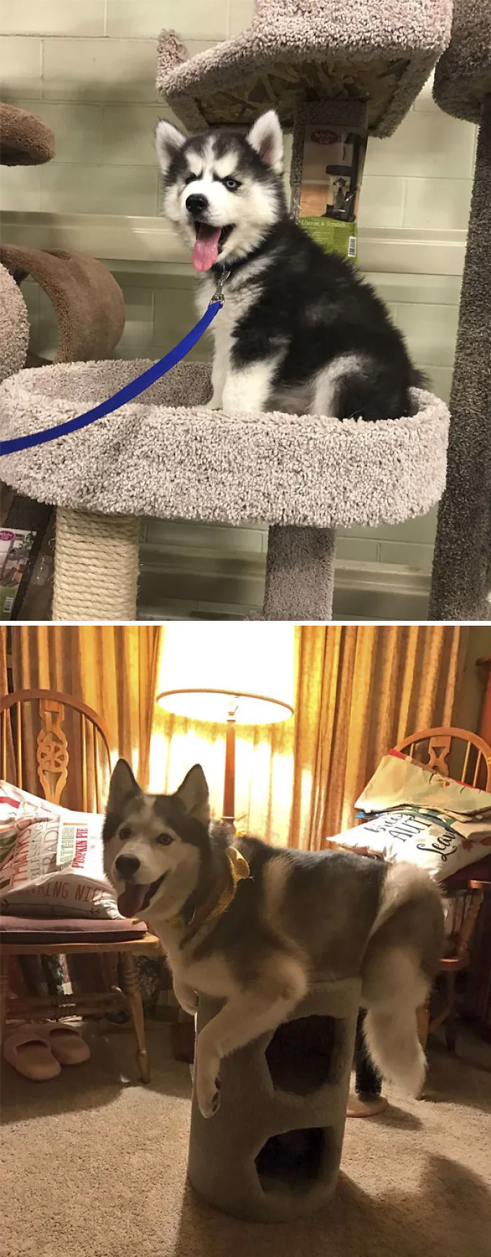 What Would Happen If I Actually Got A Cat?