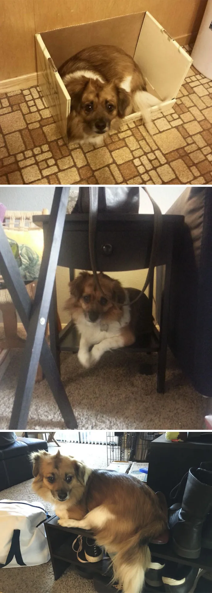 I Adopted A Dog But Ended Up With A Cat. Meet Pabu