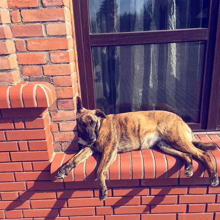 De relax en la ventana