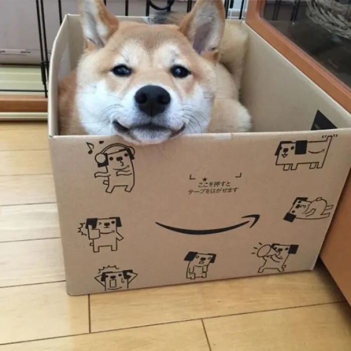If It Fits I Sits