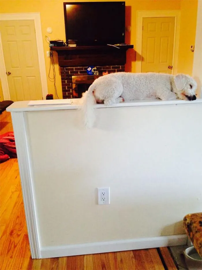 I Think My Dog Thinks He's A Cat