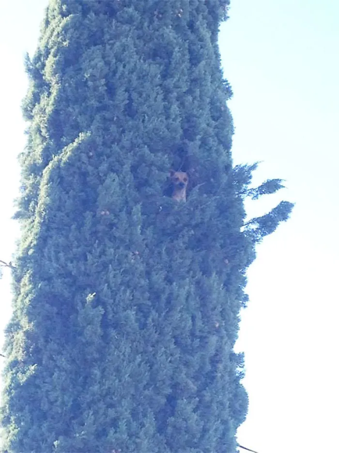 This Little Cutie Petra Stuck In A Tree About 45 Feet Tall