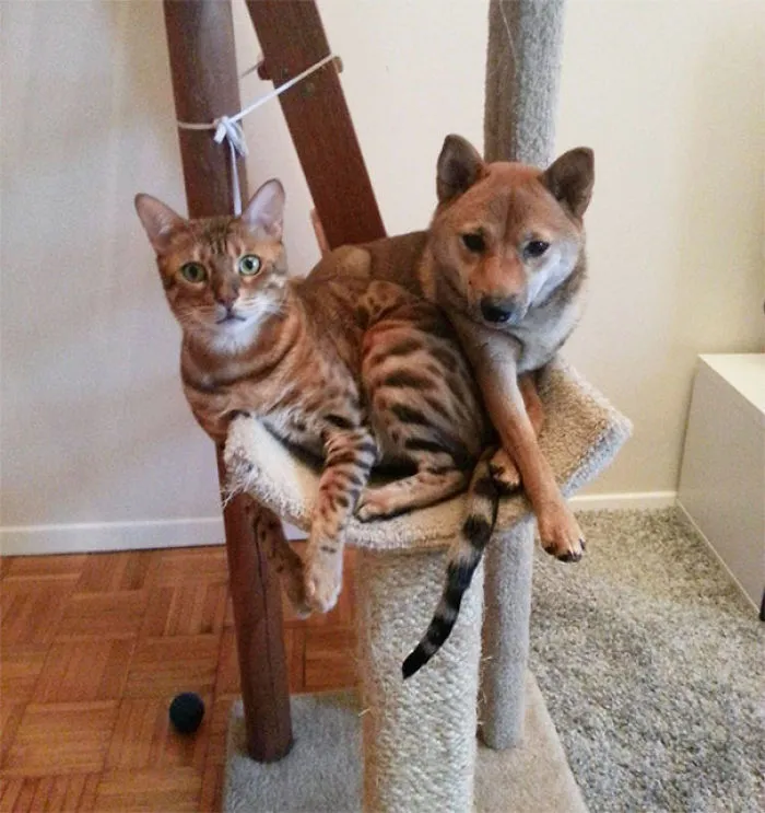 Our Cat Doesn't Mind Sharing With The Dog