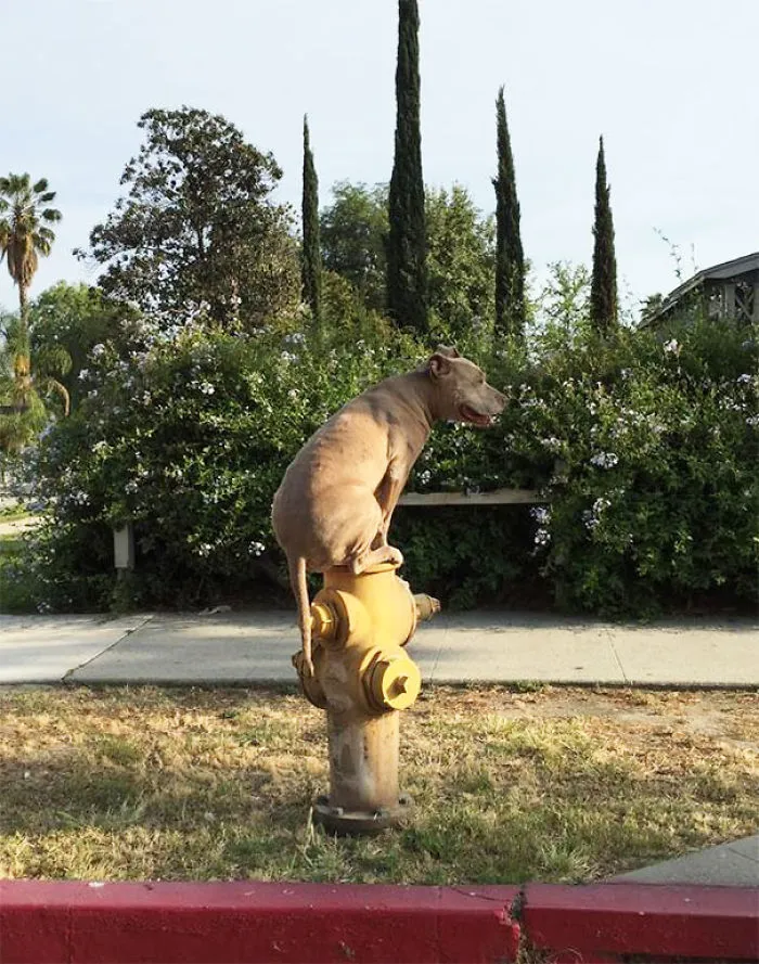 Came Home To Find My Neighbor's Dog Like This... I Don't Get It