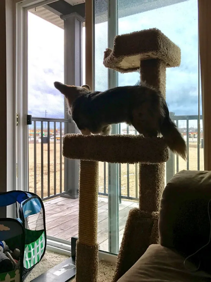 My Dog Thinks He Is A Cat