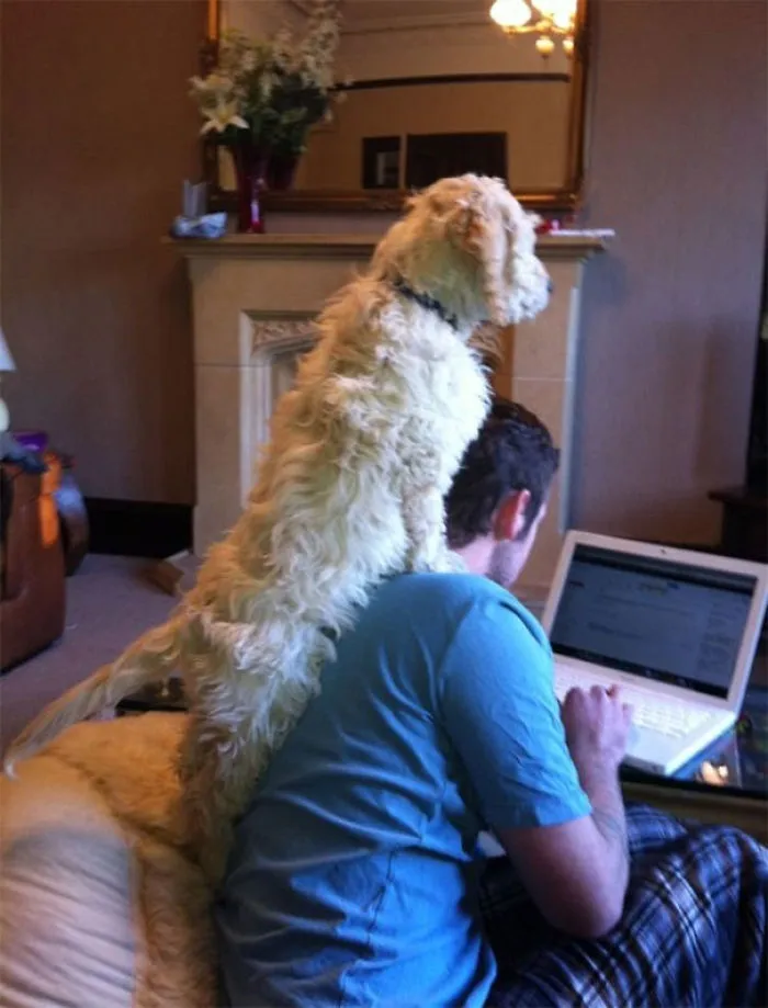 Dogs Can Be Equally As Intrusive As Cats