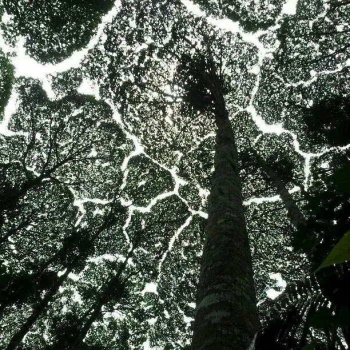 10+ Increíbles ejemplos de "timidez entre árboles", un fenómeno botánico en el que los árboles evitan tocarse