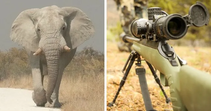 Big Game Hunter Gets Killed By Elephant He Was Trying To Shoot, And Here's How Internet Reacts